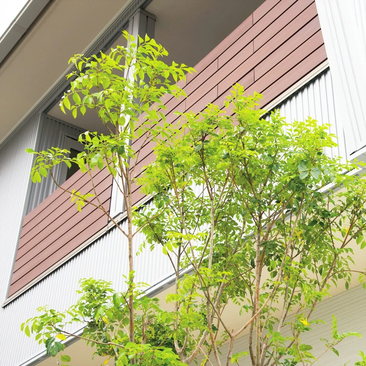 庭に緑のある家って、やっぱり素敵ですよね🌿🍃。