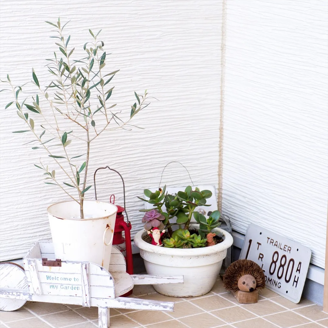 玄関先には小さな鉢植えたちが並んでいます🌿。